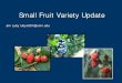 UMN 2010 Small Fruit Variety Update