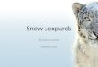 Snow Leopards by Rebecca