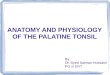 Anatomy and physiology of the palatine tonsil