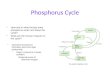 Ecology - Phosphorus Cycle