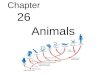Biology - Chp 26 - Animals - PowerPoint