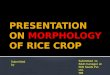 Presentation on morphology of rice plant