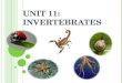 Unit 11. Invertebrates