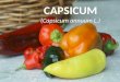 Capsicum ( Capsicum annuum L. )