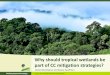 Why should tropical wetlands be part of climate change mitigation strategies?