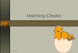 Hatching Chicks - So cute