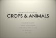 Genetically Modified Crops and Animals