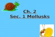 6th Grade Ch. 2 Sec. 1 Mollusks