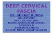 Deep cervical fascia (fascia colli)