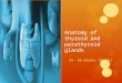 Anatomy of thyroid and parathyroid glands