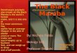The black mamba project