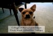 CBS Finals Week Virtual Pet Therapy