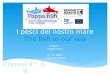 I pesci del mare Adriatico