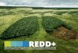 REDD+ (Transforming Development for Sustainability)