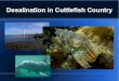 Desalination in Cuttlefish Country