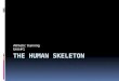 The human skeleton part 1