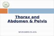 Thorax and abdomen & pelvis