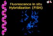 Fluorescence in situ Hybridization FISH #glok92