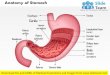 Anatomy of stomach medical images for power point
