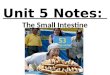 Anatomy unit 4 digestive and excretory systems small intestine notes