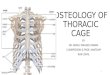 Osteology of thoracic cage