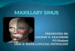 Maxillary sinus.pptx gaurav