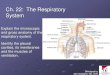Chapter22 respiratorymarieb