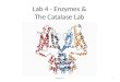Lab 4   enzymes and the catalase lab fall 2014