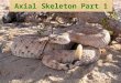 04 Axial Skeleton   Skull