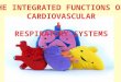 The integrated functions of cardiovascular and respiratory systems