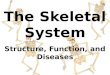 4. skeletal system