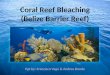 Coral reefs vega bonde