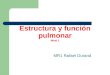 Estructura y Funcion Pulmonar