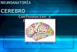 cerebro y areas de brodman