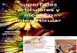 Superficies Articulares y Menisco Inter Articular