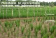 Phosphorus in agriculture: Problems and opportunities (molecular breeding of phosphorus-efficient rice)