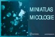 Mini Atlas Micologie