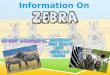 Zebra Group 2E3