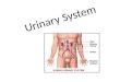 Anatomy urinary system
