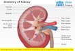 Anatomy of kidney medical images for power point1