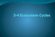 3 4 ecosystem cycles