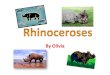 Olivia O's Rhino Project