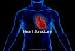 Heart structure and_function