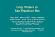 Gray whales in sf bay