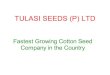 Tulasi seeds profile