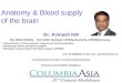 Anatomy & blood supply of Brain