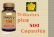 Tribulus 500 Capsules Benefits