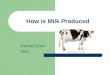 How Milk is Produced by Rachel