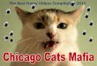 Catfather- Funny Cat Video Compilation. Chicago Cats Mafia: watch the best funny Cat Videos Compilation