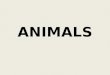 1º science unit 6: Animals